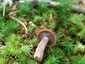 Kámfor-tejelőgomba (Lactarius camphoratus), Zemplén